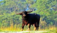 Pobitora Wildlife Sanctuary