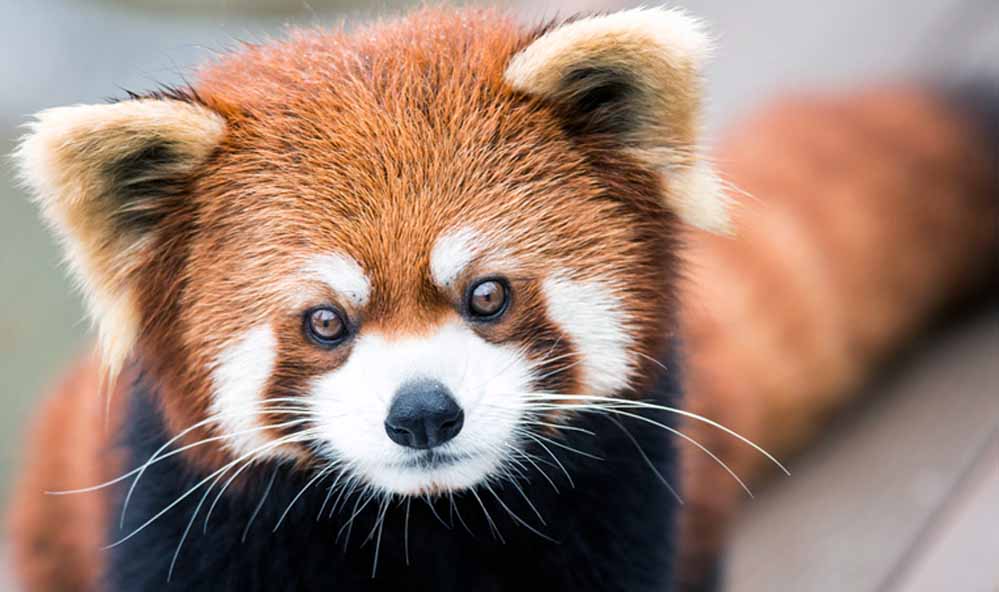 Balpakram National Park Balpakram National Park