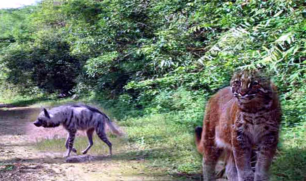 Balpakram National Park Balpakram National Park