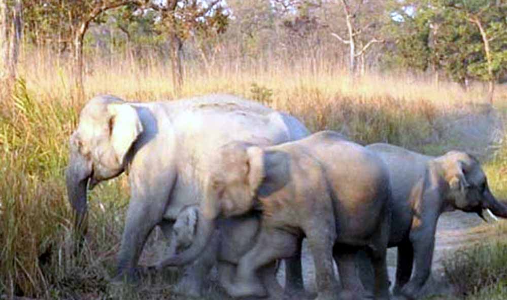 Balpakram National Park Balpakram National Park