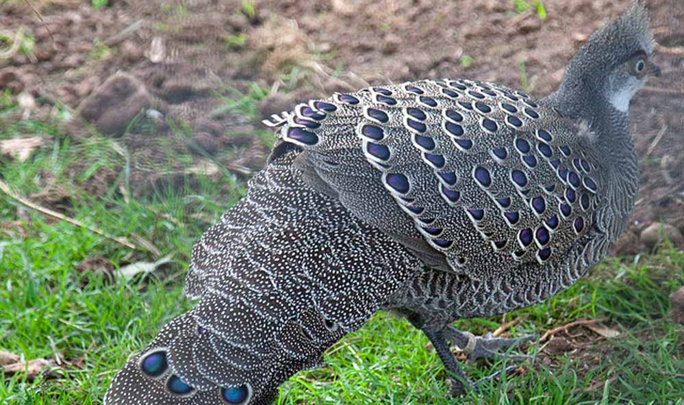 Balpakram National Park Balpakram National Park