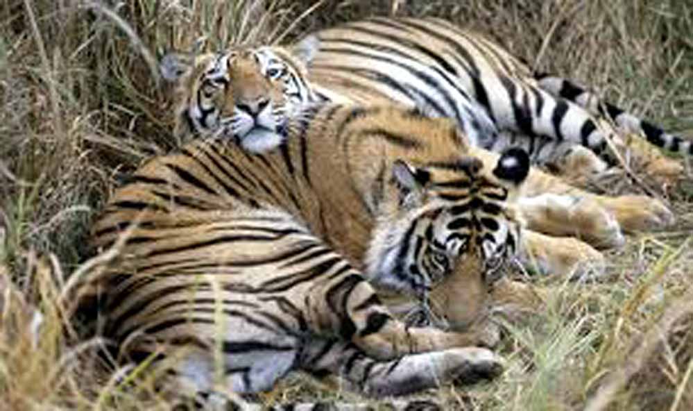 Balpakram National Park Balpakram National Park