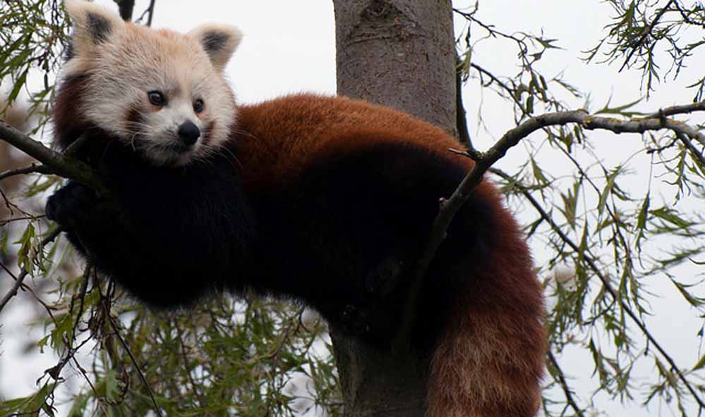 Balpakram National Park Balpakram National Park