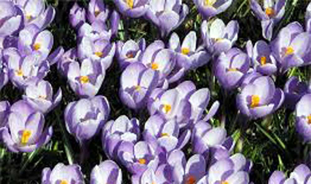 Balpakram National Park Balpakram National Park