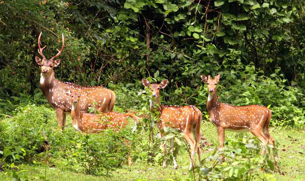 Kaziranga National Park Kaziranga National Park