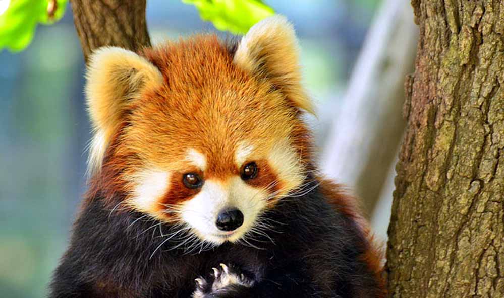 Nokrek National Park Nokrek National Park