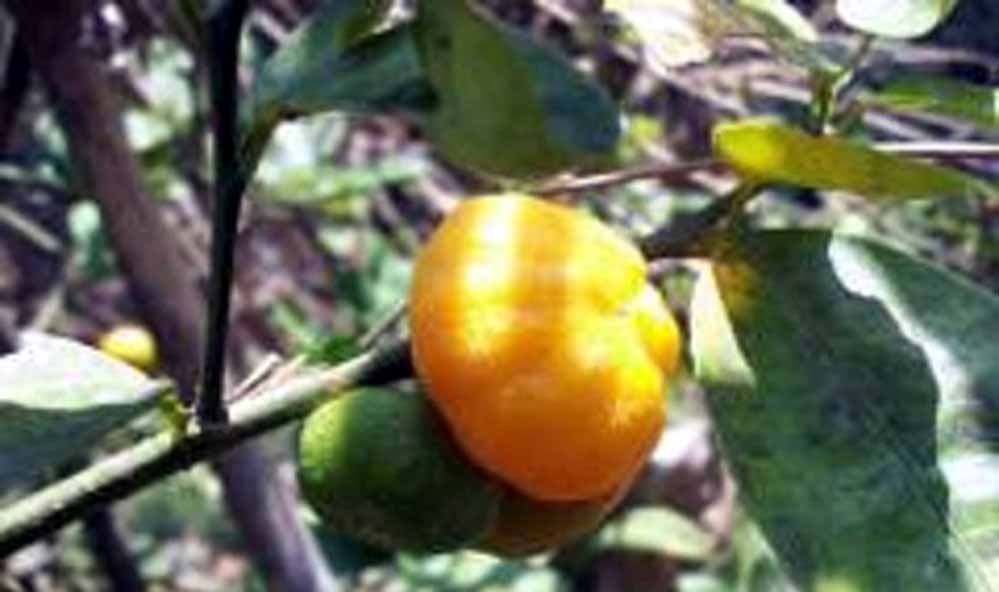 Nokrek National Park Nokrek National Park