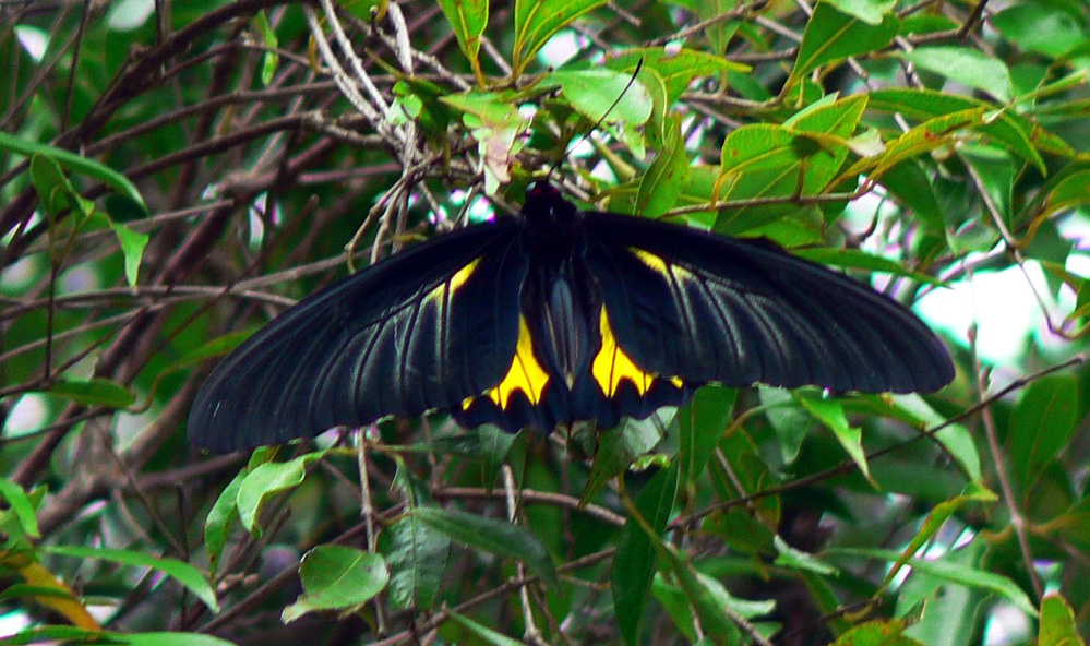 Pakhui Wildlife Sanctuary