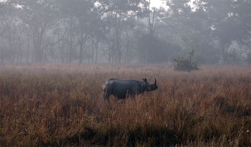 Pobitora Wildlife Sanctuary Pobitora Wildlife Sanctuary