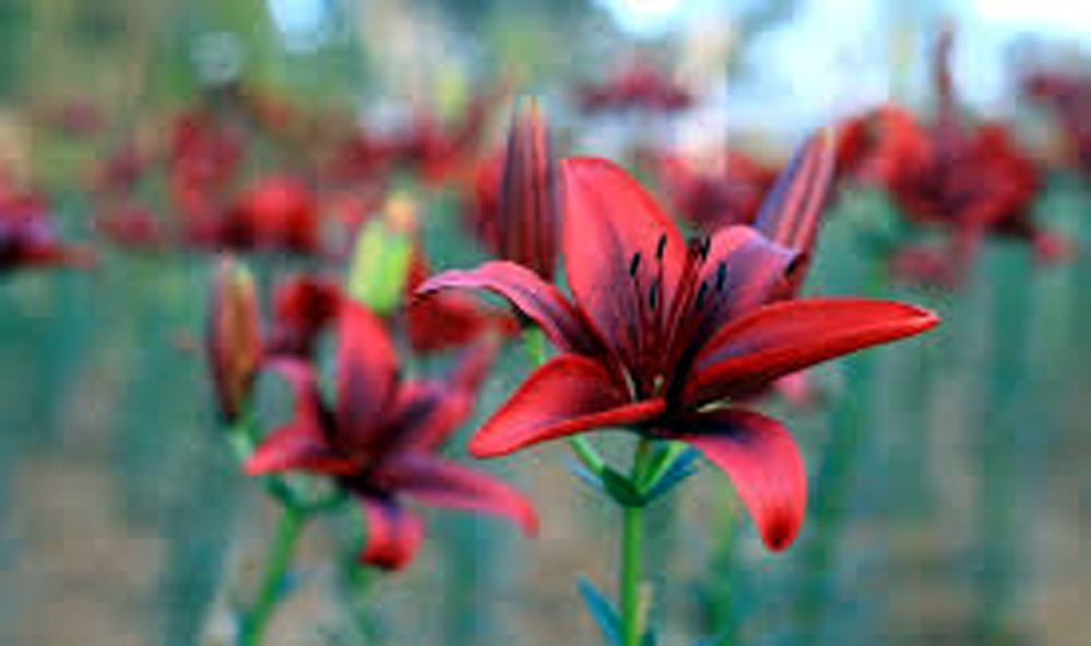 Rabindra Kanan Rabindra Kanan