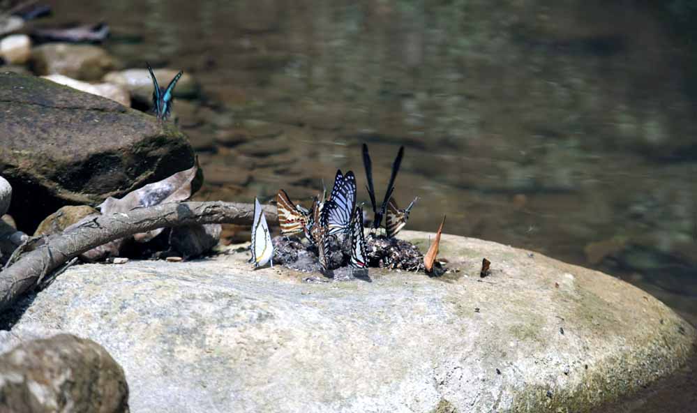 Siju Bat Cave Siju Bat Cave